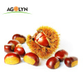 High Quality Roasted Peeled Chestnuts for Snacks